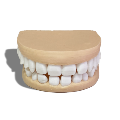 Maqueta dientes